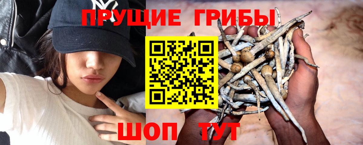 Псилоцибиновые грибы Cubensis Саратов
